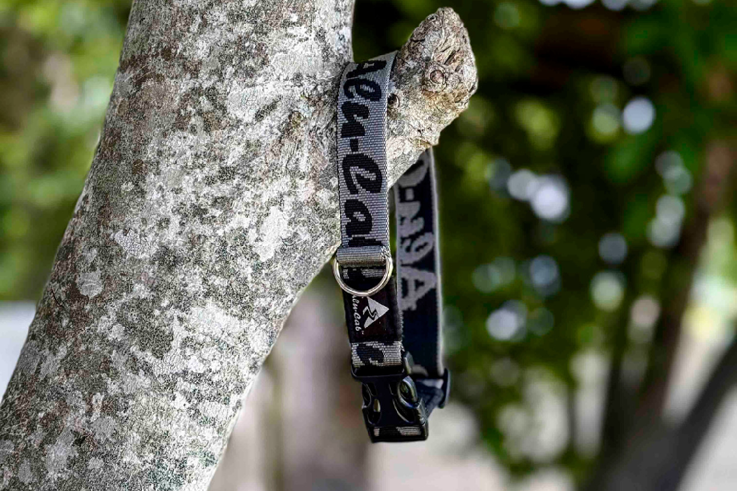 Trail Buddy Dog Collar