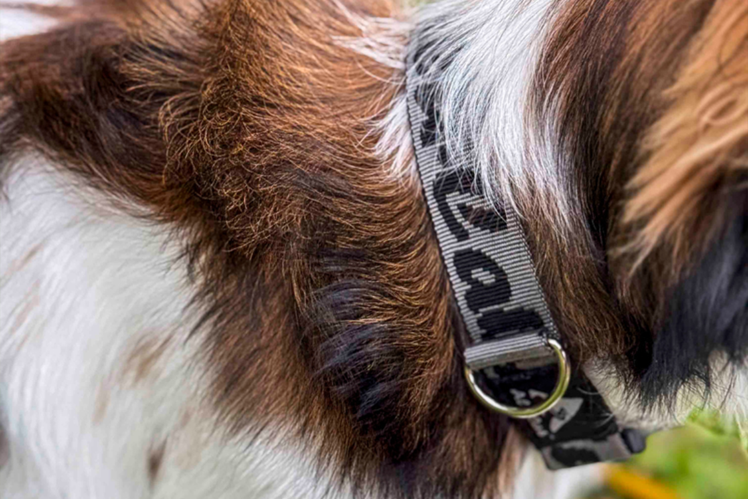 Trail Buddy Dog Collar